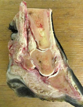 tissue from 9 yo QH gelding with laceration on plantar surface of distal LH foot. MDx?