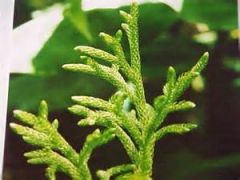 Lycopodium taxifolium




Lycopodium 

Club Moss
