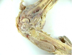 tissue from 9 yo mastiff with hx of right rear leg lameness. mdx?