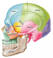 External Acoustic Meatus = opening of the ear. It is within the temporal bone.


 


Zygomatic Arch - formed by a portion of both the temporal and zygomatic bones 


 


Pterion = joining of the frontal, parietal, temporal and sphen...