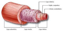 Es la capa más interna de la pared del vaso.
Formada por tres componentes: 
a) El ENDOTELIO: una capa simple de células epiteliales planas o escamosas.
b) La LAMINA BASAL de las células endoteliales 
c) La CAPA SUBENDOTELIAL compuesta por tejid...