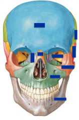 Facial surface of the cranium:


 


-Frontal Bone


-Zygomatic Bone


-Nasal Bone


-Maxillary Bone


-Mandible Bone


-Sphenoid Bone


-Temporal Bone


-Parietal Bone


-Lacriminal Bone




Look in the eye sockets (orbits...