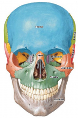 Rim of the orbit = formed by the frontal, zygomatic and maxillary bones 


 


Piriform Aperture = the anterior nasal opening. It is formed by the maxillary and nasal bones 


 


The cheekbones are composed of maxillary and zygomatic...