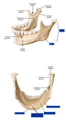 Mandible:


 


-Body


-Ramus


-Angle


-Mylohyoid line


-Submandibular fossa


-Digastric fossa


-Inferior mental spine.