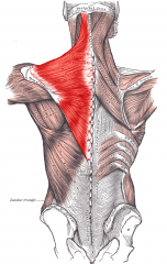 Origins: Occipital bone, ligamentum nuchae, spinous processes of thoracic vertebrae
Insertion: Lateral third of clavicle, anterior of acromion, spine of scapula
Action: Elevates scapula, pulls scapula medially and pulls medial border of scapula do...