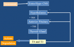 TRH: thyrotropin releasing hormone
TSH: thyroid stimulating hormone