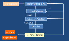 Primary ovarian failure: low estradiol, high LH/FSH
Ex: menopause

2ary ovarian failure: low estradiol, low/normal LH and FSH
Ex: Pituitary tumor