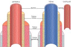 El espesor de la túnica adventicia varia ampliamente y difiere entre arterias y venas. Puede ser relativamente delgada en la mayor parte del sistema arterial o bastante gruesa en las vénulas y las venas, donde es el componente principal de la pa...