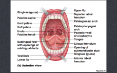 The entire part of the gland that secretes saliva
