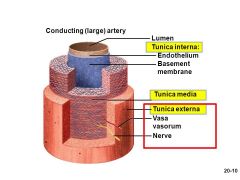 Además, la túnica adventicia de las arterias y las venas grandes contiene un sistema de vasos, llamados VASA VASORUM, que irrigan las paredes vasculares, al igual que una red de nervios autónomos, llamados NERVI VASCULARIS, que controlan la con...