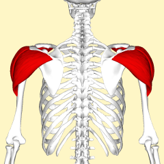 Posterior of clavicle
Acromion
Inferior spine of scapula