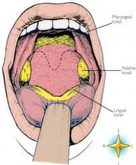 Tonsils stimulate immune response and the lingual tonsil lies on the back of the tongue.