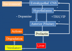 -Prolactin feeds back on own seretion via dopamine. If connection btwn hypothalamus and ant pit severed, all hormones decrease except prolactin.
-Get increase in hormone levels 30secs after suckling starts.
-Direct Effects: lactation, immune eff...