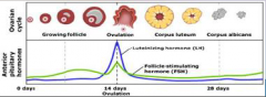 15. Anterior Pituitary Hormones.

Luteinising hormone (LH).

Surges in mid cycle (12 days) to bring about [OVULATION].