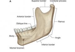Between the mandible and the TMJ. 