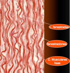 Entre las células MUSCULARES LISAS de la túnica media hay cantidades variables de elastina, fibras reticulares y proteoglucanos. Las láminas de elastina son fenestradas y están dispuestas en capas circulares concéntricas. Es mas espesa en las...