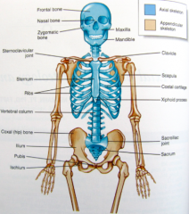The bones along a longitudinal axis of the body
[skull (cranium and face), hyoid, auditory ossicles, vertebral column, and thorax (sternum and ribs)]
80 Bones