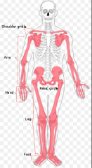 Whatever bones are added to the axial skeleton (appendages) 
[pectoral girdles (clavicle and scapula), upper limbs (humerus, ulna, radius, carpals, metacarpals, and phalanges), pelvic girdle, lower limbs (femur, patella, fibula, tibia, tarsals, m...