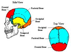 Frontal
Parietal
Sphenoid 
Ethmoid
Lacrimal
Zygomatic
Vomer
Temporal
Nasal
Maxilla
Mandible
Occipital