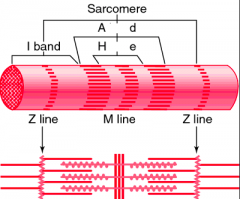 Z disc
M line
I band
A band
H zone