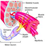 Consists of a somatic motor neuron plus all the skeletal muscle fibres it stimulates 
A single one makes contact with an average of 150 skeletal muscle fibres 
All of the muscle fibres in one unit contract in unison