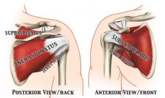 The subscapularis muscle is the ONLY muscle of the rotator cuff that inserts into the Lesser tubercle of the humerus.