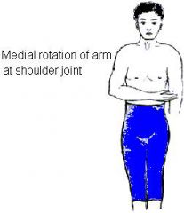 Which muscle of the rotator cuff accomplishes this motion?