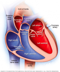 Right atrium: received deoxygenated blood from the vena cava
Right ventricle: pumps blood out of the heart to the lungs through the pulmonary arteries 
Left atrium: receives newly oxygenated blood from the lungs through the pulmonary veins 
Lef...