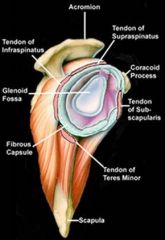 All 4 MUSCLES of the rotator cuff (-spinatus muscl es, teres minor, subscapularis) are EXTRASYNOVIAL at and EXTERNAL to the glenohumeral joint.