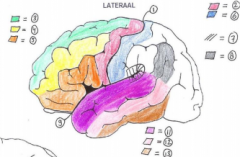 De lobus temporalis van de lobus frontalis en pariëtalis (9)