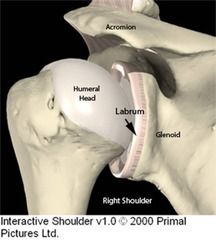 Here's a cartoon of a glenoid labrum. Now see it on a cadaver on flip side.