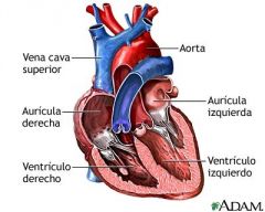 Del tamaño de un puño y situado en el centro de la cavidad torácica, entre los pulmones (mediastino), el corazón es la bomba primaria que hace circular la sangre por todo el sistema vascular. Lo rodea un saco membranoso llamado pericardio. Ent...
