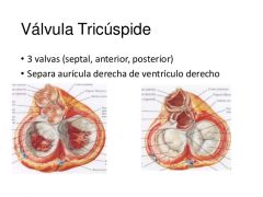 Válvula entre la aurícula derecha y el ventrículo derecho.