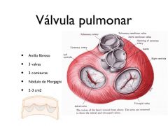 Válvula que protege la base de la arteria pulmonar que sale del ventrículo derecho.