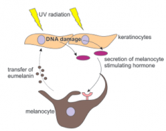 In
Northern populations, UV radiation is reduced  - Lower
ability to make vitamin D3 
- Offset
by an adaptation that reduced skin pigmentation 
- Main
contributor = mutation in SLC24A5 gene, a calcium transporter that regulates
melanin pr...