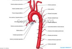 La aorta es la principal arteria del cuerpo humano. Da origen a todas las arterias del sistema circulatorio excepto las arterias pulmonares, que nacen en el ventrículo derecho del corazón. La función de la aorta es transportar y distribuir sang...