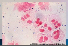 51. Chlamydia – Chlamydia trachomatis.

Lymphogranuloma venereum.

Stage 1 – lesions at site of infection ____ rapidly, headache, muscle pain and _____.