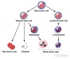 Vita, röda och blodplättar. Leukocyter, Erytrocyter och Trombocyter.