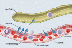 Intracellulärvätska och extracellulärvätska
(Vävnadsvätska, blodplasma och lymfa)
Vävnadsvätskan omger cellerna och skiljer dem från varandra.