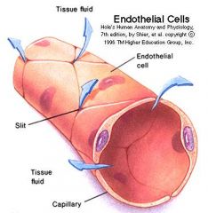 - Diffusion
- Absorption
- Filtration

Kapillärväggen består endast av ett enda lager med endotelceller.
