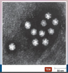 56. HIV – Human _______________ Virus – RNA Virus.