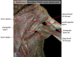 Note that the long head of the triceps brachii muscle passes _____________ to the teres major abut _____________ to the teres minor muscle, at it heads to the infraglenoid tubercle on the scapula.