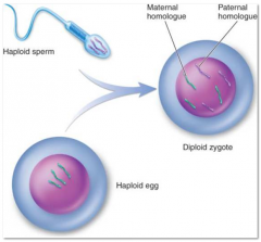 3. When the egg and sperm genetic material are combine the result is a complete set of [CHROMOSOMES], half from the mother and half from the father (diploid).