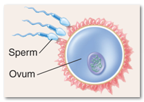 5. Day 1 – Fertilization results in a [DIPLOID] zygote.