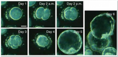8. Human blastocyst development (in vitro) from day 1 to day 6.

Day 2 - 2 then 4 blasomeres, the first cells formed by _______ cell division.