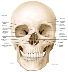 Supraorbital foramen/notch – frontal bone – supraorbital nerve and vessels


 


Infraorbital foramen – maxillary bone – infraorbital nerve and vessels




Mental foramen – mandible – mental nerve and vessels 


 