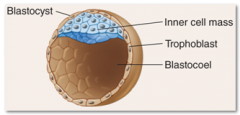 13. After the journey is complete down the [FALLOPIAN] tube and the blastocyst reaches and attaches to the uterine lining and penetrates into the tissue of the lining. Membranes begin to form that will surround, protect and [NOURISH] the embryo.
