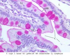 Vellosidades intestinales en el yeyunoTambién tiene células de paneth al fondo de la cripta de Lieberkuhn, y la cripta sigue teniendo céls enteroendocrinas, caliciformes y regenerativas