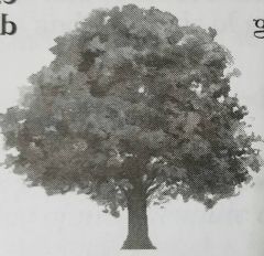 What type of branching does the pictured tree exhibit?