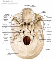 Stylomastoid foramen – temporal bone – facial nerve (VII) proper




Foramen ovale – sphenoid bone – mandibular nerve (V3), accessory meningeal artery


 


Foramen spinosum – sphenoid bone – middle meningeal vessels, meningeal...